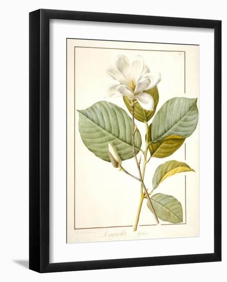 Magnolia Yulan, Magnolia Denudata, 1812 (W/C and Bodycolour over Traces of Graphite on Vellum)-Pierre Joseph Redoute-Framed Giclee Print