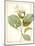 Magnolia Yulan, Magnolia Denudata, 1812 (W/C and Bodycolour over Traces of Graphite on Vellum)-Pierre Joseph Redoute-Mounted Giclee Print