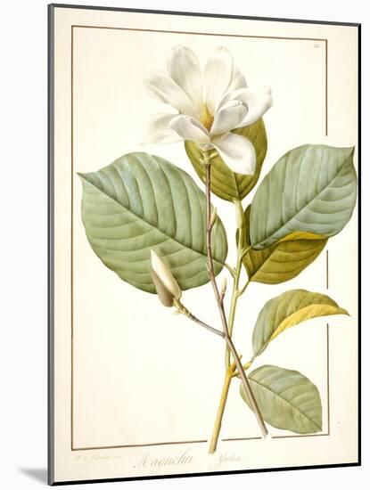 Magnolia Yulan, Magnolia Denudata, 1812 (W/C and Bodycolour over Traces of Graphite on Vellum)-Pierre Joseph Redoute-Mounted Giclee Print