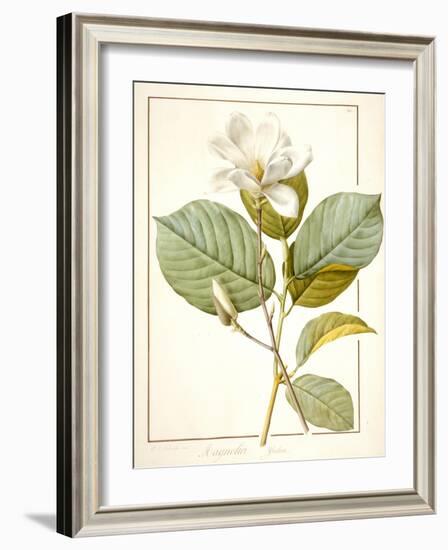 Magnolia Yulan, Magnolia Denudata, 1812 (W/C and Bodycolour over Traces of Graphite on Vellum)-Pierre Joseph Redoute-Framed Giclee Print