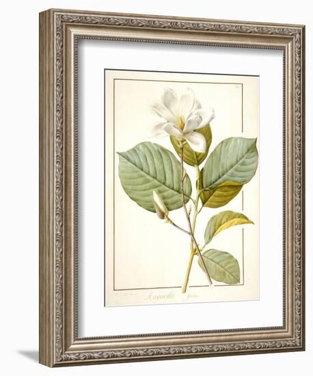 Magnolia Yulan, Magnolia Denudata, 1812 (W/C and Bodycolour over Traces of Graphite on Vellum)-Pierre Joseph Redoute-Framed Giclee Print