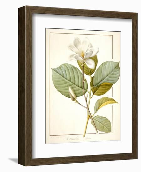 Magnolia Yulan, Magnolia Denudata, 1812 (W/C and Bodycolour over Traces of Graphite on Vellum)-Pierre Joseph Redoute-Framed Giclee Print