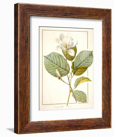 Magnolia Yulan, Magnolia Denudata, 1812 (W/C and Bodycolour over Traces of Graphite on Vellum)-Pierre Joseph Redoute-Framed Giclee Print