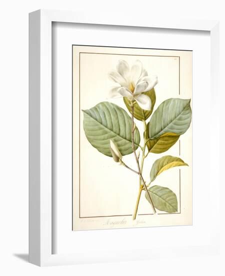 Magnolia Yulan, Magnolia Denudata, 1812 (W/C and Bodycolour over Traces of Graphite on Vellum)-Pierre Joseph Redoute-Framed Giclee Print