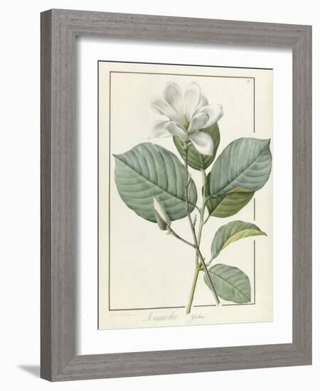 Magnolia Yulan Magnolia Denudata, 1812-Pierre Joseph Redoute-Framed Giclee Print