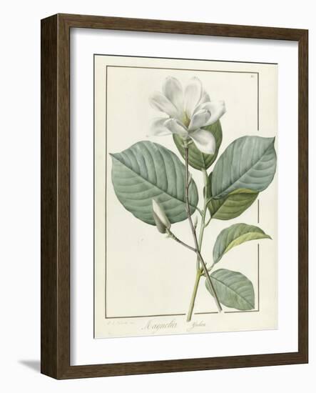 Magnolia Yulan Magnolia Denudata, 1812-Pierre Joseph Redoute-Framed Giclee Print