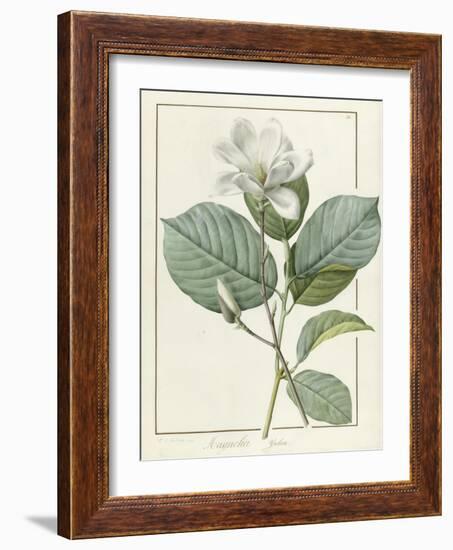 Magnolia Yulan Magnolia Denudata, 1812-Pierre Joseph Redoute-Framed Giclee Print