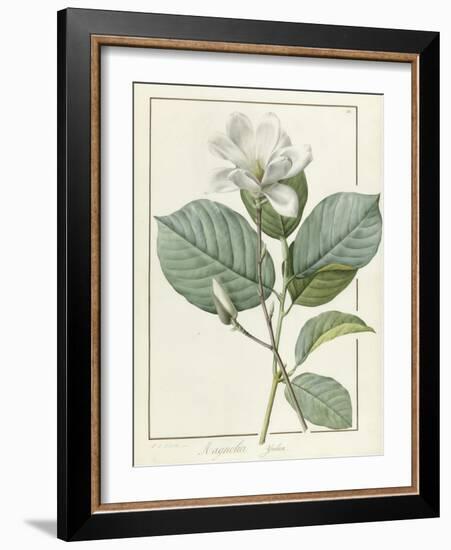 Magnolia Yulan Magnolia Denudata, 1812-Pierre Joseph Redoute-Framed Giclee Print