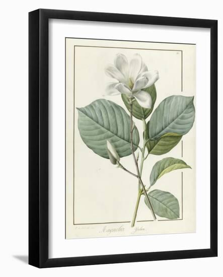 Magnolia Yulan Magnolia Denudata, 1812-Pierre Joseph Redoute-Framed Giclee Print