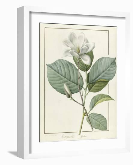 Magnolia Yulan Magnolia Denudata, 1812-Pierre Joseph Redoute-Framed Giclee Print