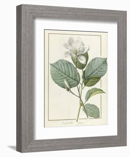 Magnolia Yulan Magnolia Denudata, 1812-Pierre Joseph Redoute-Framed Giclee Print