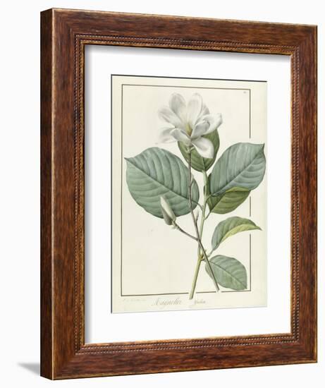 Magnolia Yulan Magnolia Denudata, 1812-Pierre Joseph Redoute-Framed Giclee Print