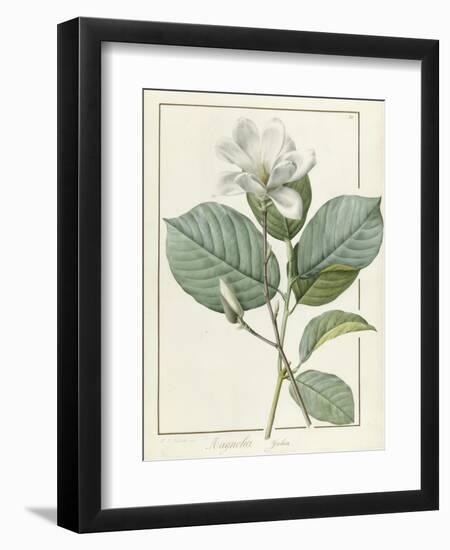 Magnolia Yulan Magnolia Denudata, 1812-Pierre Joseph Redoute-Framed Giclee Print