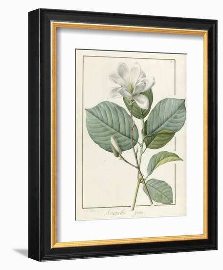 Magnolia Yulan Magnolia Denudata, 1812-Pierre Joseph Redoute-Framed Giclee Print