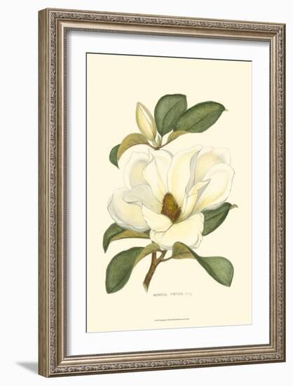 Magnolia-null-Framed Art Print