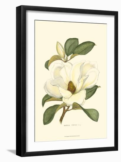 Magnolia-null-Framed Art Print