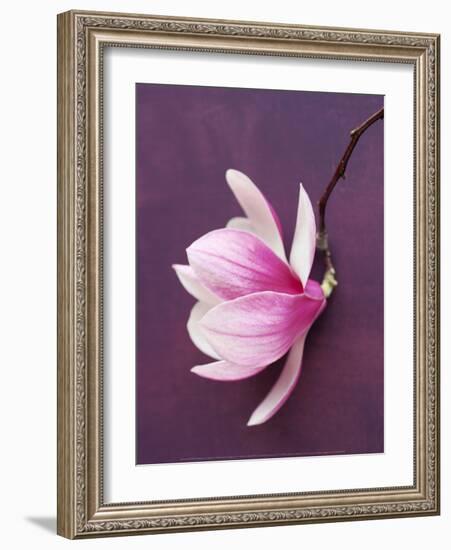 Magnolia-Amelie Vuillon-Framed Art Print