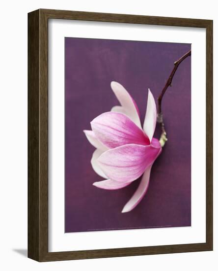 Magnolia-Amelie Vuillon-Framed Art Print