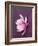 Magnolia-Amelie Vuillon-Framed Art Print