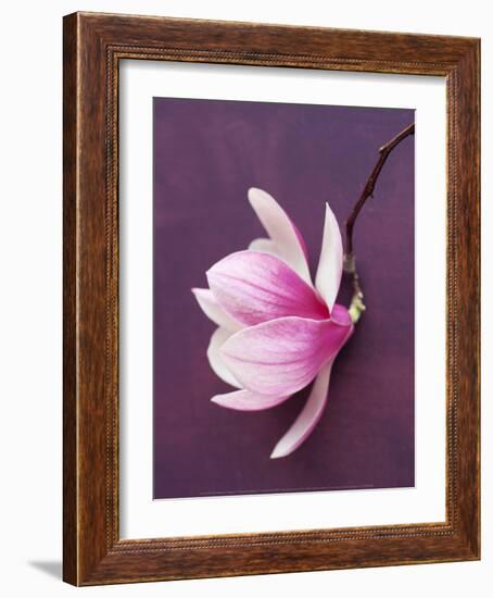 Magnolia-Amelie Vuillon-Framed Art Print