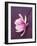 Magnolia-Amelie Vuillon-Framed Art Print