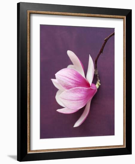 Magnolia-Amelie Vuillon-Framed Art Print