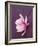 Magnolia-Amelie Vuillon-Framed Art Print