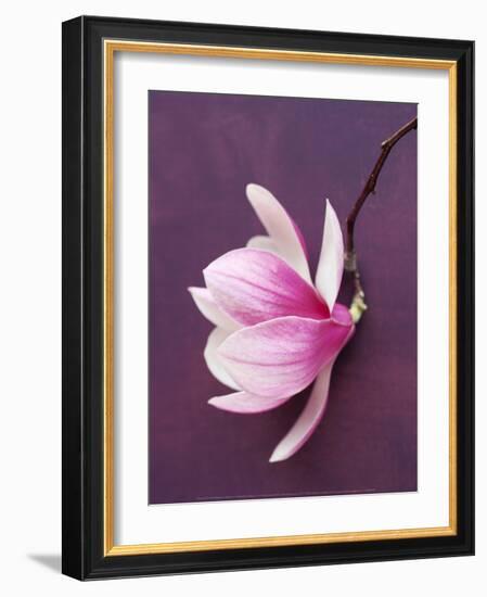 Magnolia-Amelie Vuillon-Framed Art Print