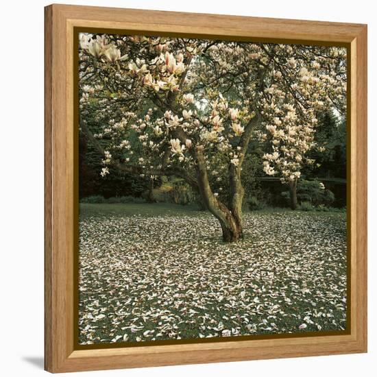 Magnolia-Bent Rej-Framed Stretched Canvas