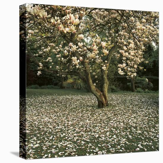 Magnolia-Bent Rej-Framed Stretched Canvas