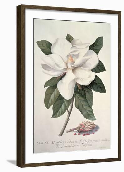 Magnolia-Georg Dionysius Ehret-Framed Giclee Print