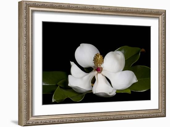 Magnolia-Lori Hutchison-Framed Photographic Print