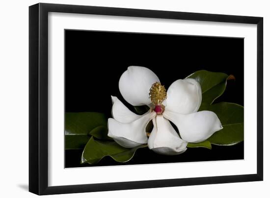 Magnolia-Lori Hutchison-Framed Photographic Print