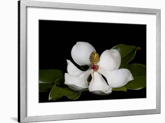 Magnolia-Lori Hutchison-Framed Photographic Print