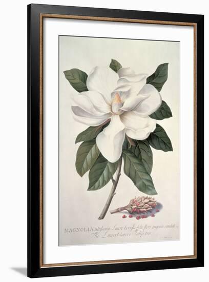 Magnolia-Georg Dionysius Ehret-Framed Giclee Print