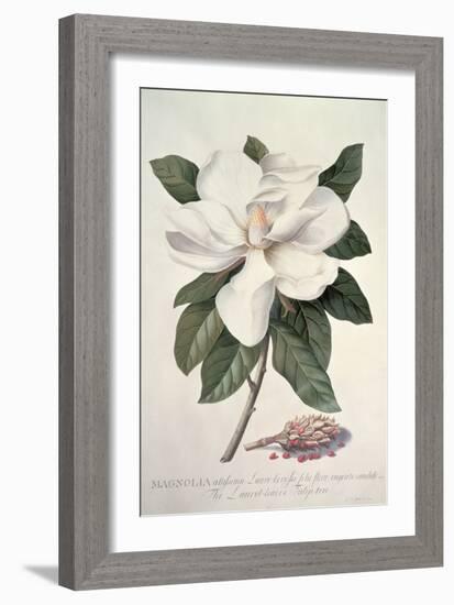 Magnolia-Georg Dionysius Ehret-Framed Giclee Print