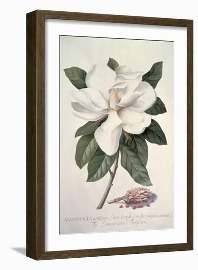 Magnolia-Georg Dionysius Ehret-Framed Giclee Print