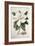 Magnolia-Georg Dionysius Ehret-Framed Giclee Print