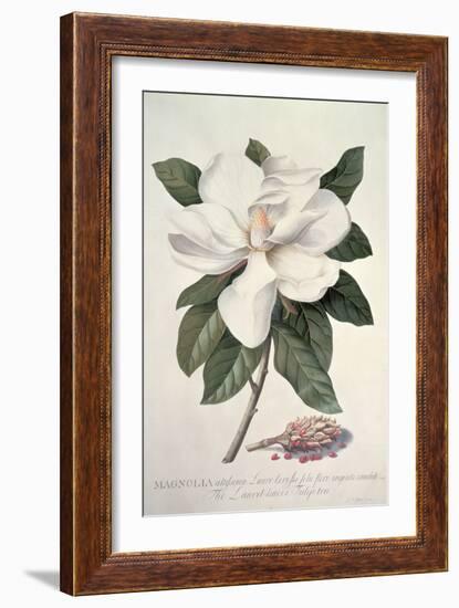 Magnolia-Georg Dionysius Ehret-Framed Giclee Print