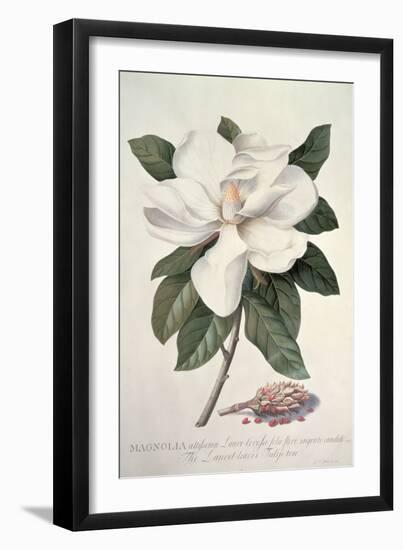 Magnolia-Georg Dionysius Ehret-Framed Giclee Print