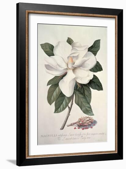 Magnolia-Georg Dionysius Ehret-Framed Giclee Print