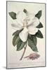 Magnolia-Georg Dionysius Ehret-Mounted Giclee Print