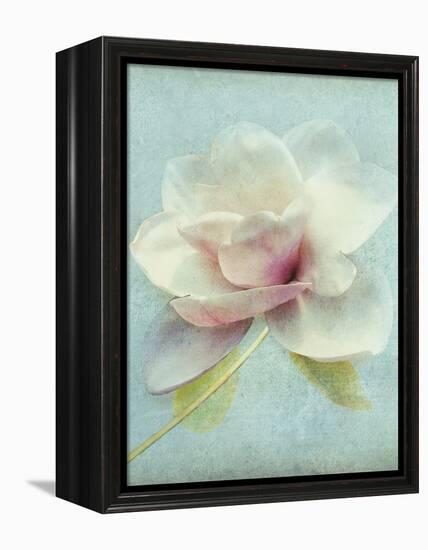 Magnolia-Amy Melious-Framed Stretched Canvas