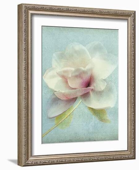 Magnolia-Amy Melious-Framed Art Print