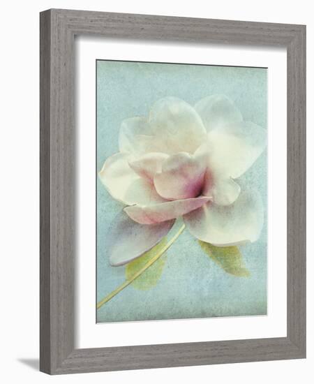 Magnolia-Amy Melious-Framed Art Print