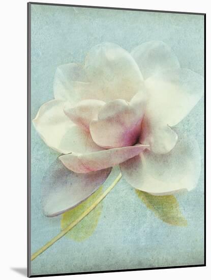 Magnolia-Amy Melious-Mounted Art Print