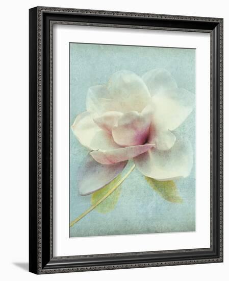 Magnolia-Amy Melious-Framed Art Print