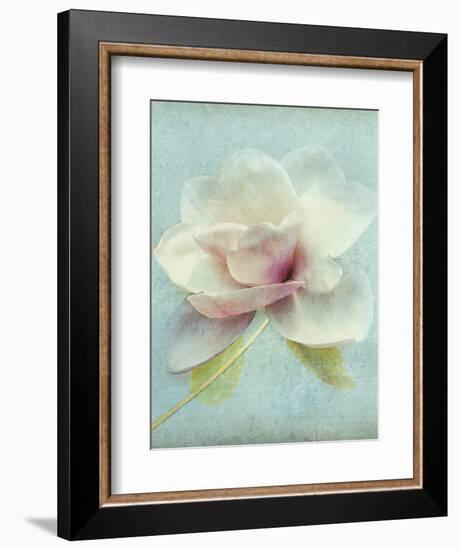 Magnolia-Amy Melious-Framed Art Print