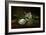 Magnolia-Martin Johnson Heade-Framed Giclee Print