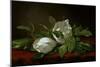 Magnolia-Martin Johnson Heade-Mounted Giclee Print